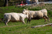 2024-05-04-Koslapp-Boda-14