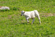 2024-05-04-Koslapp-Boda-20